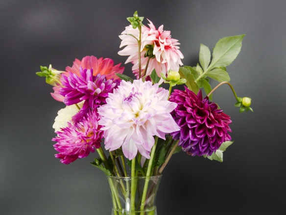 dahlias in vase