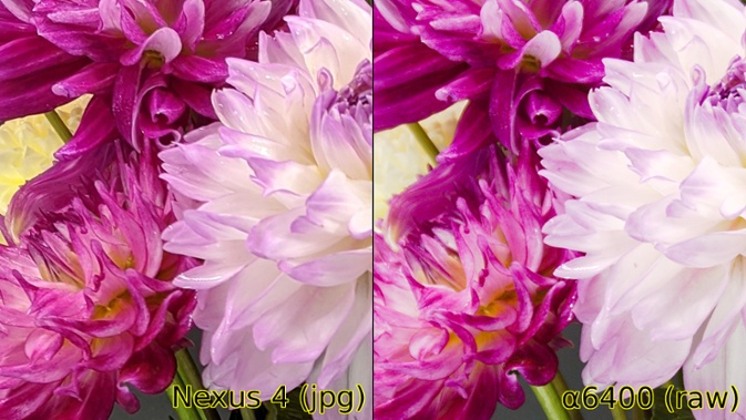 dahlias in vase camera comparision