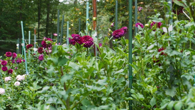 purple dahlias