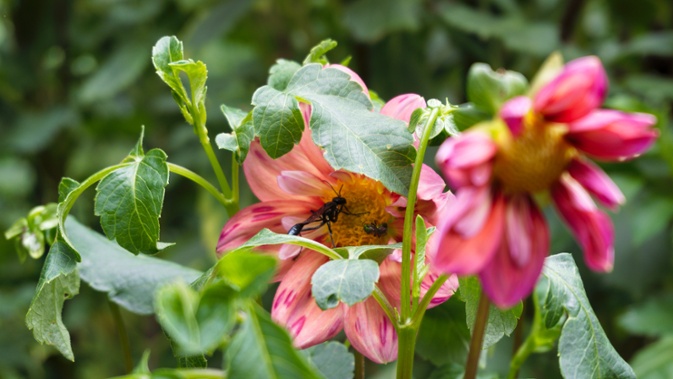 wasp on dahlia