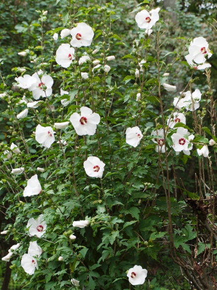 white hibiscus plant