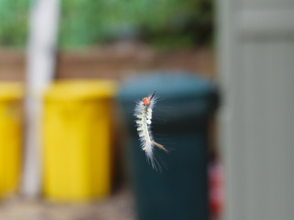 tussock caterpillar on thread