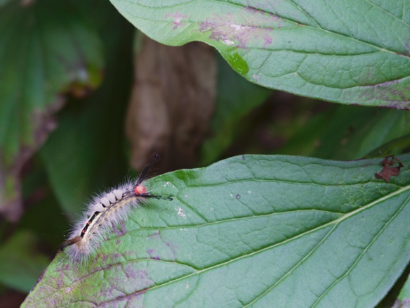 tussock caterpillar on leaf