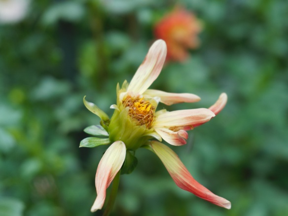 fertilized dahlia