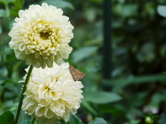 skipper on dahlia