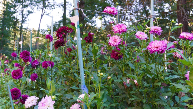 pink and purple dahlias