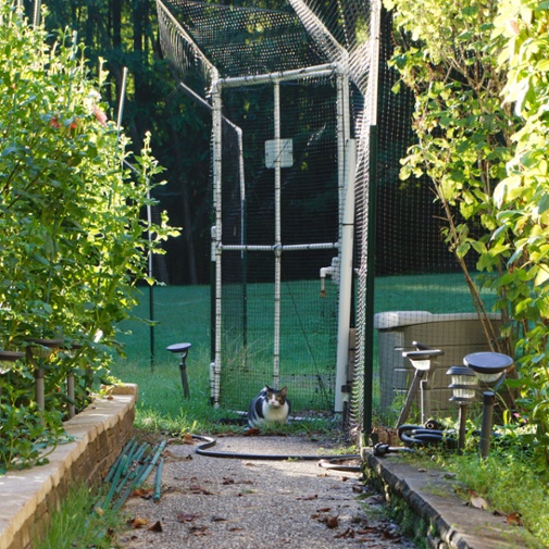 cat looking from gate