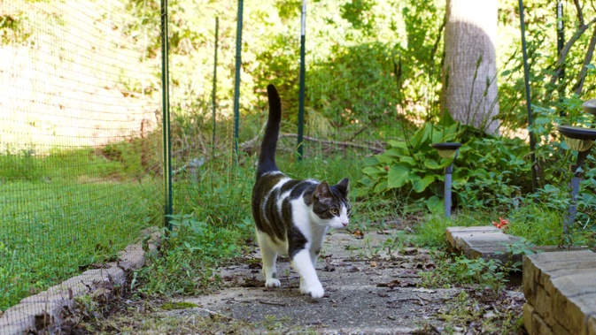 cat on sidewalk