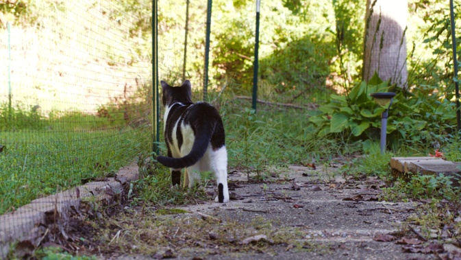 cat walking away on sidewalk