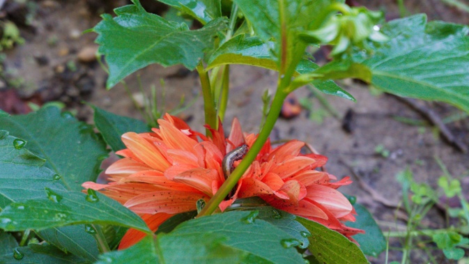 caterpillar on dahlia