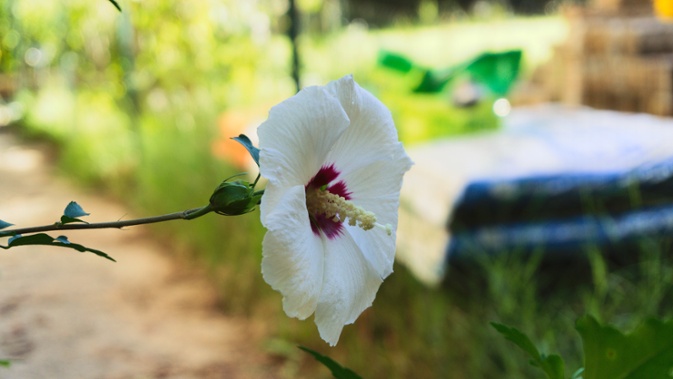 hibiscus flower extending