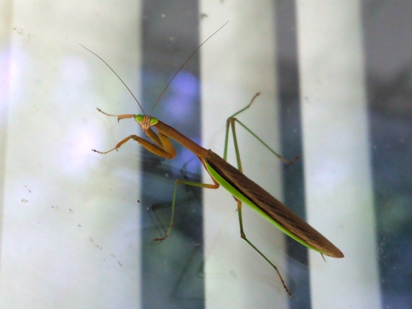 mantis on glass