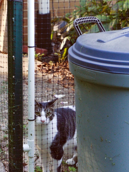 cat looking from behind can