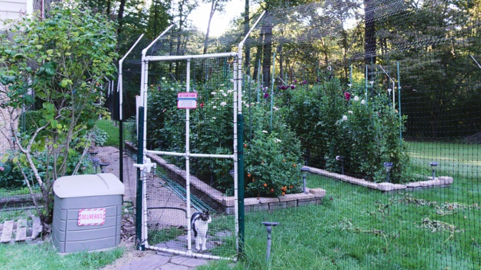 front beds through fence with cat