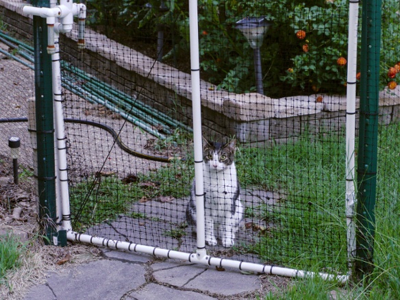 cat looking through gate