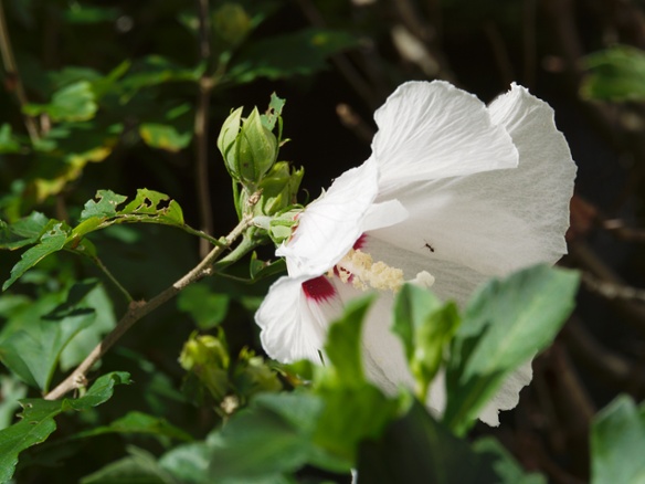 hibiscus with ant