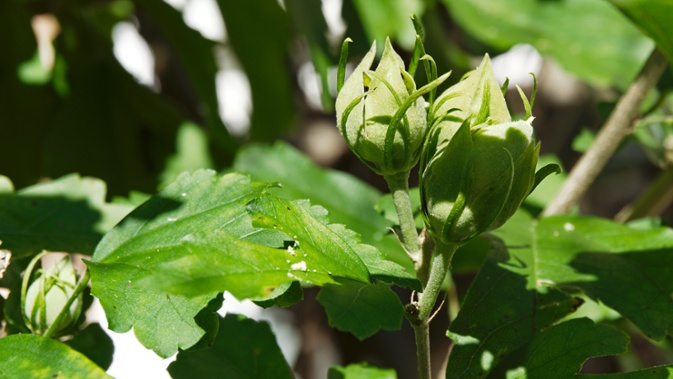 hibiscus buds