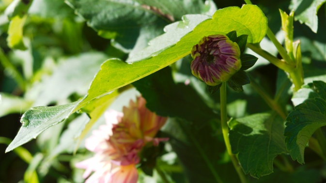 dahlia bud