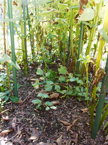 bed underneath dahlias