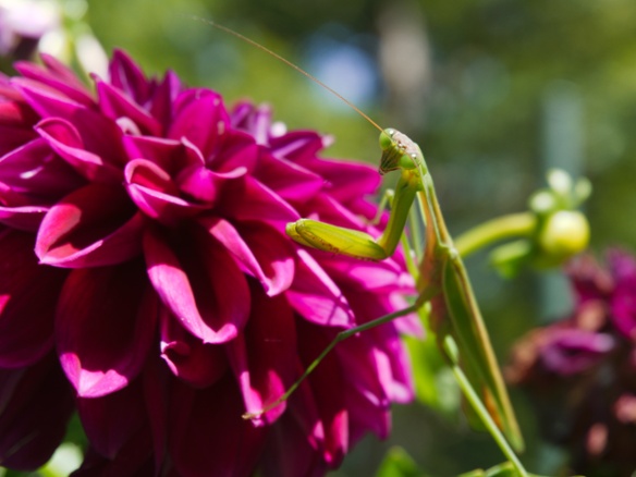 mantis on dahlia