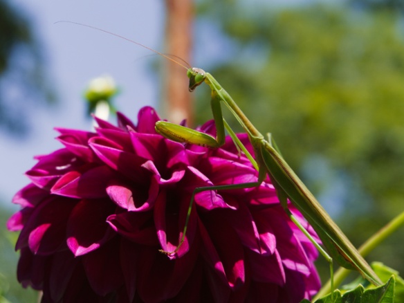 mantis on dahlia