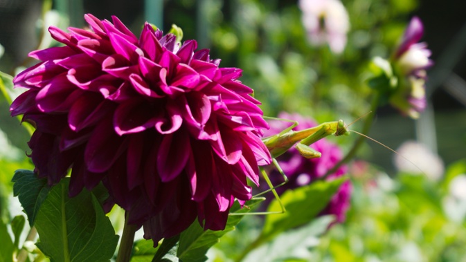 mantis on dahlia