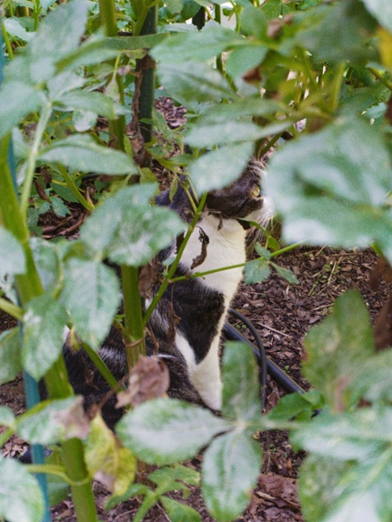 cat in dahlias