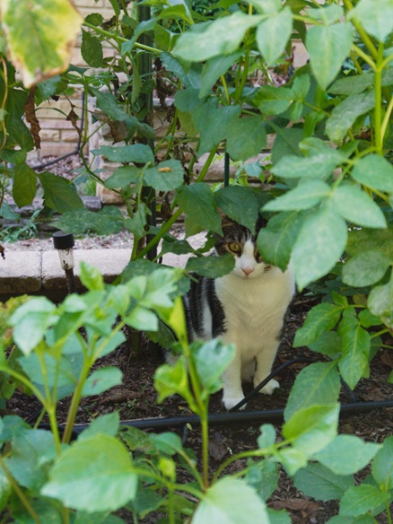 cat in dahlias