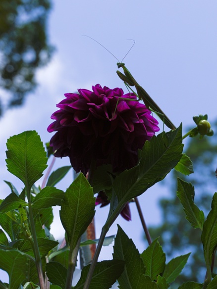 mantis on dahlia with sky