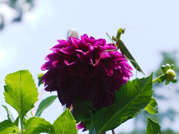 mantis on dahlia with sky