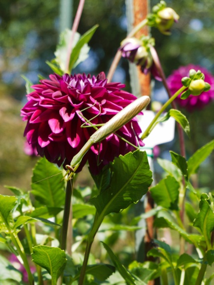 mantis on dahlia