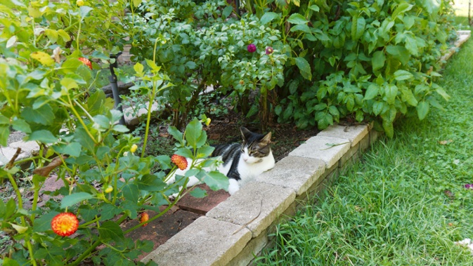 cat in flower bed