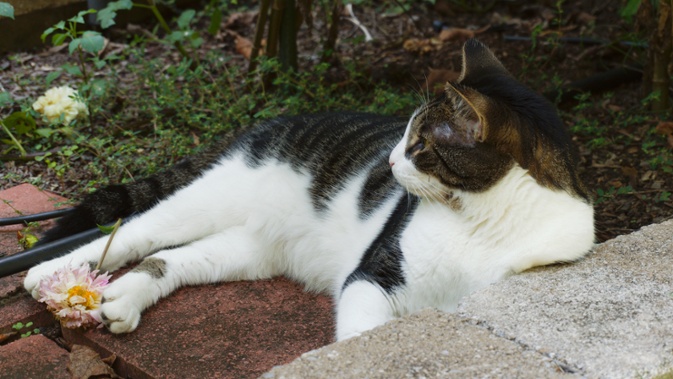 cat in flower bed