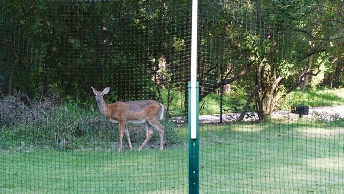 deer in yard