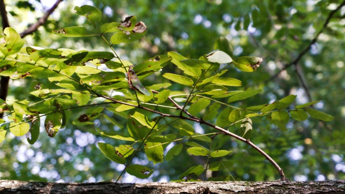 thorny branch