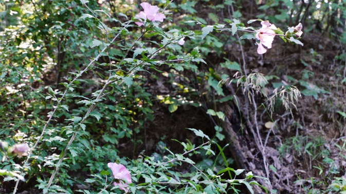 hibiscus in woods