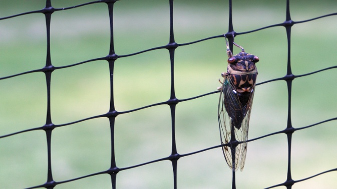 cicada