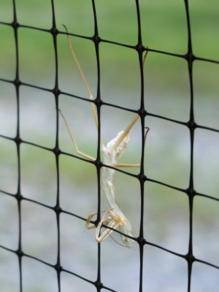 mantis shed