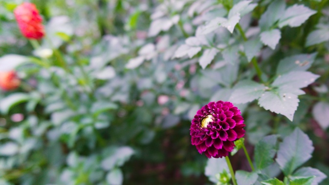 small dahlia