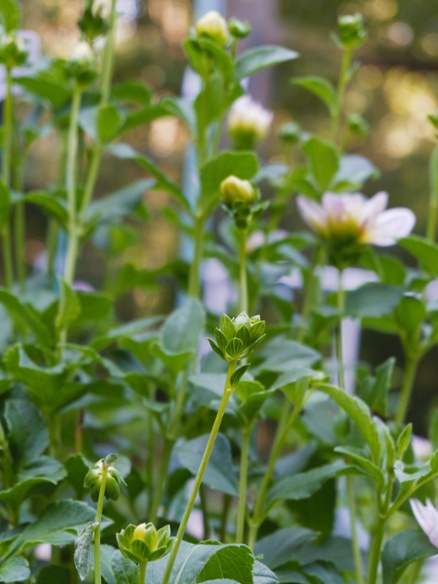 dahlia buds