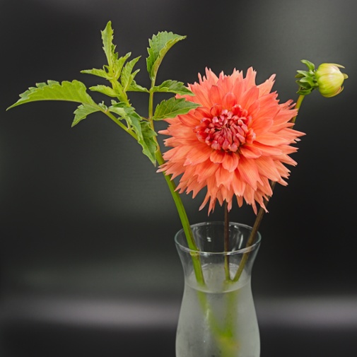 kabloom flower
