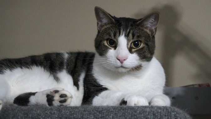 cat on shelf