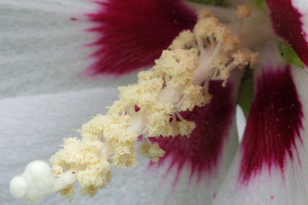 hibiscus flower