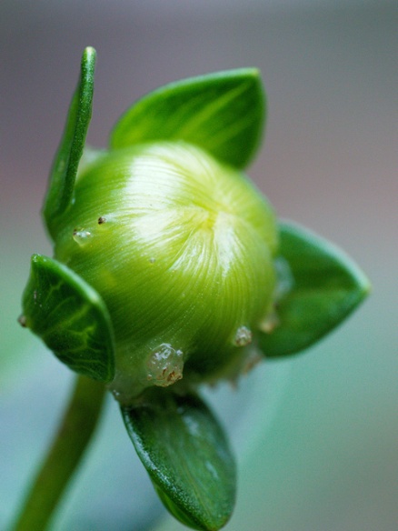 dahlia bud