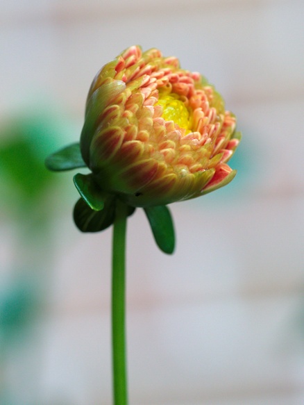 dahlia bud opening