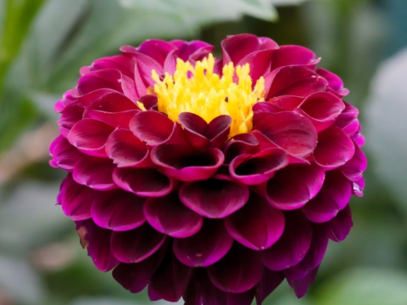 small dahlia close