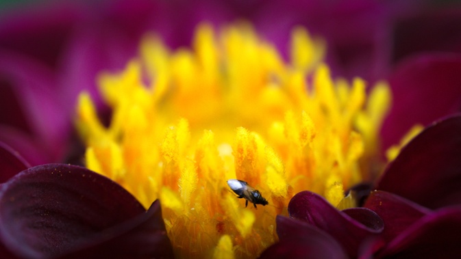 small dahlia center