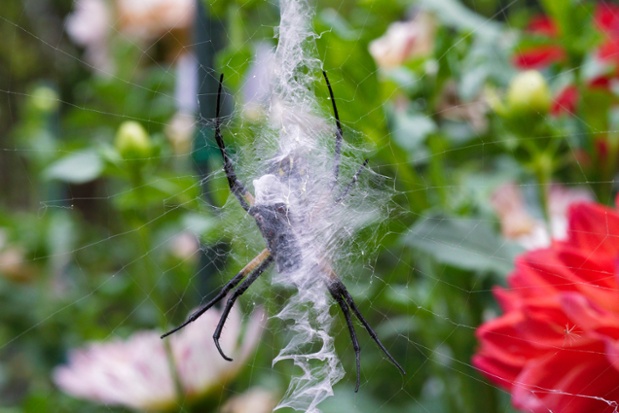 garden spider