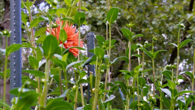 dahlia buds and flower