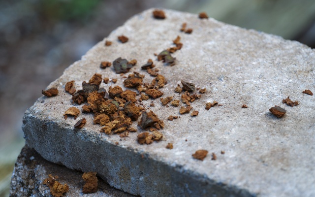nut fragments on brick